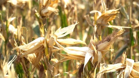 The corn harvest is complete, Stock Footage 128214088