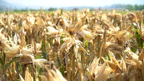The corn harvest is complete, Stock Footage 128214096