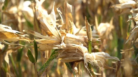 The corn harvest is complete, Stock Footage 128214143