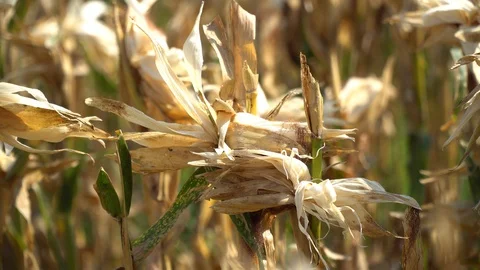 The corn harvest is complete, Stock Footage 128214167