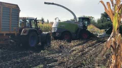 Corn harvest, corn forage harvester in action, harvest truck with tractor Video stock 91867018