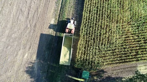 Corn harvest, corn forage harvester in action, harvest truck with tractor Video stock 94671723