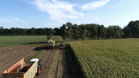 Corn harvest, corn forage harvester in action, harvest truck with tractor Video stock 94671836