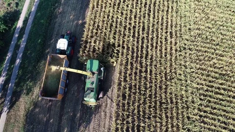 Corn harvest, corn forage harvester in action, harvest truck with tractor Video stock 94671899