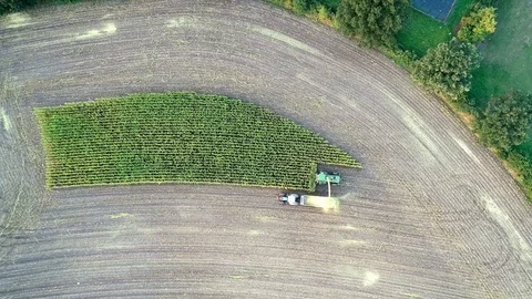 Corn harvest, corn forage harvester in action, harvest truck with tractor Video stock 94672355