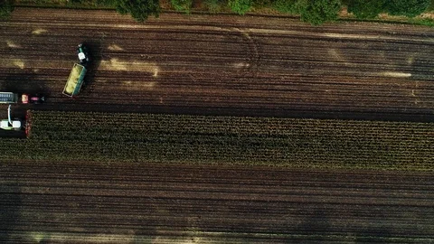 Corn harvest, corn forage harvester in action, harvest truck with tractor Stock Footage 117665235