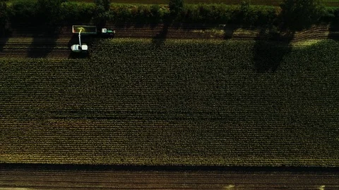 Corn harvest, corn forage harvester in action, harvest truck with tractor Stock Footage 117665264
