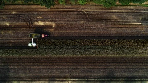 Corn harvest, corn forage harvester in action, harvest truck with tractor Stock Footage 117665292