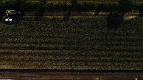 Corn harvest, corn forage harvester in action, harvest truck with tractor Stock Footage 117665298