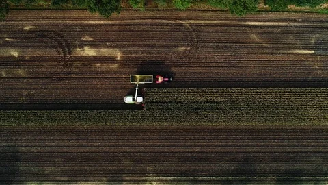 Corn harvest, corn forage harvester in action, harvest truck with tractor Video stock 117665374