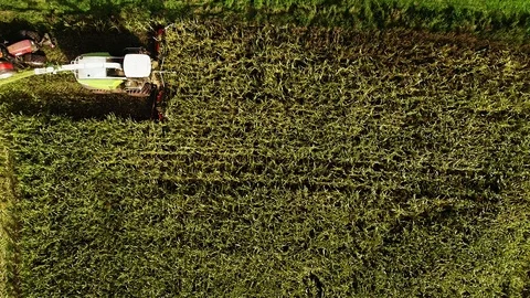 Corn harvest, corn forage harvester in action, harvest truck with tractor Video stock 117665473