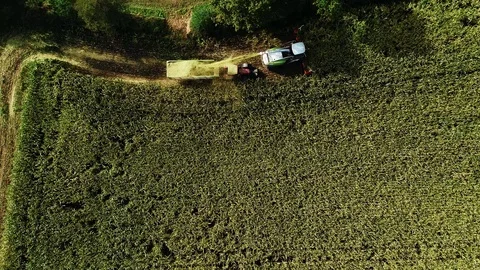 Corn harvest, corn forage harvester in action, harvest truck with tractor Video stock 117665516