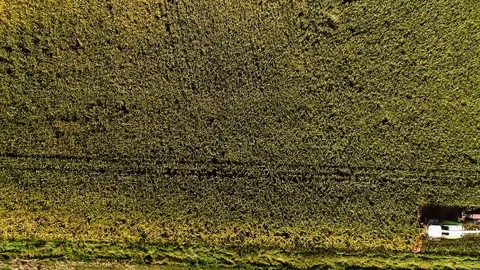 Corn harvest, corn forage harvester in action, harvest truck with tractor Video stock 117665522
