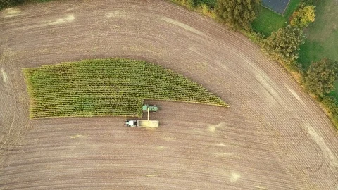 Corn harvest, corn forage harvester in action, harvest truck with tractor Stock Footage 119982928