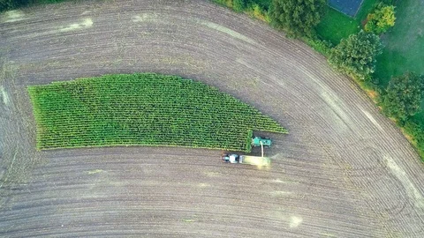 Corn harvest, corn forage harvester in action, harvest truck with tractor Stock Footage 119985458