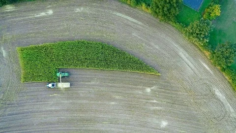 Corn harvest, corn forage harvester in action, harvest truck with tractor Stock Footage 119985467