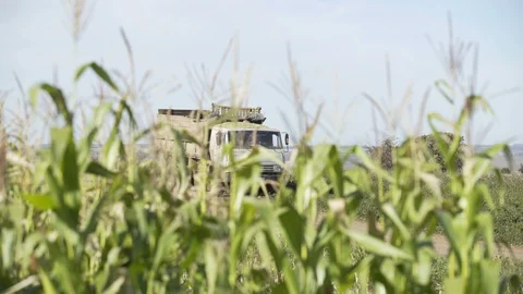 Corn Harvest. Farmers Work Corn Field. Agriculture Corn Farm Harvest.Golden Corn Stock Footage 106453364