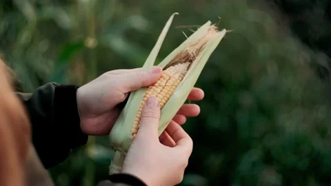 Corn Harvest. Farmers Work Corn Field. Agriculture Corn Farm Harvest. Stock Footage 137898875