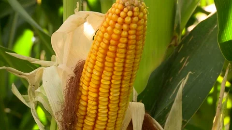 Corn Harvest. Farmers Work Corn Field. Agriculture Corn Farm Harvest. Video stock 149372894
