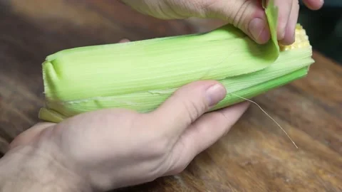 Corn Harvest. Farmers Work Corn Field. Agriculture Corn Farm Harvest. Golden 스톡 동영상 156062283