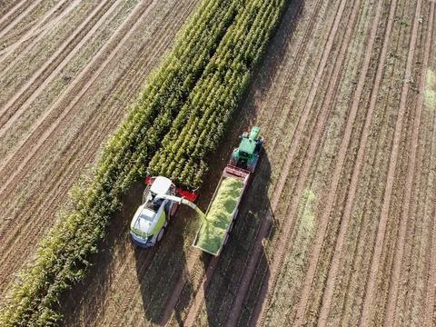 Corn harvest in a field from above Stock Photos