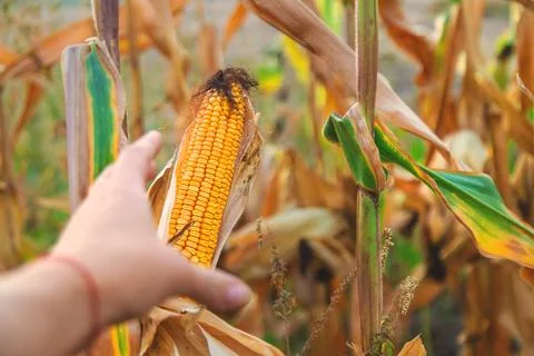 Corn harvest on the field. Selective focus. Foto stock