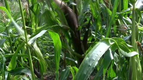 Corn harvest 動画素材 507018