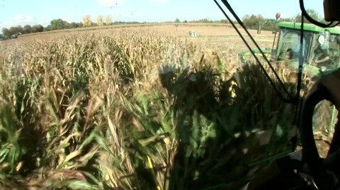 Corn Harvest Video stock 611225
