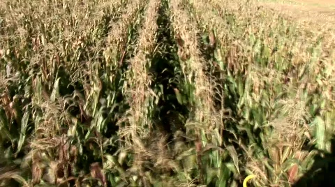 Corn Harvest Stock Footage