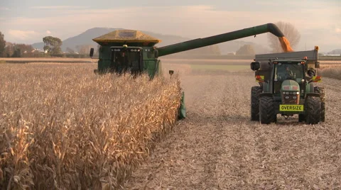 Corn harvest Stock Footage 5091180