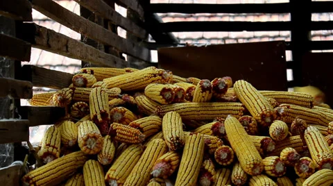 Corn harvest Video stock 29654355