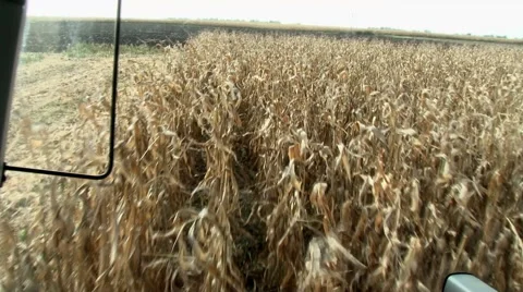 Corn harvest 库存影片 42311181