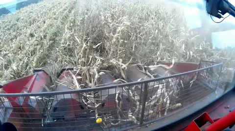 Corn harvest Stock-Footage 45519812