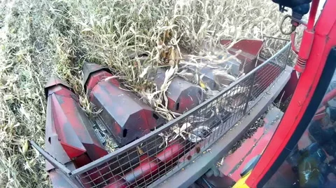 Corn harvest Stock-Footage 45519938