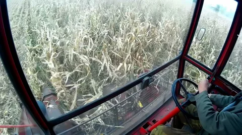 Corn harvest Stock-Footage 45587335