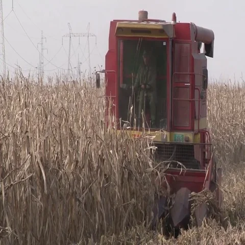 Corn harvest Vidéo 69508040