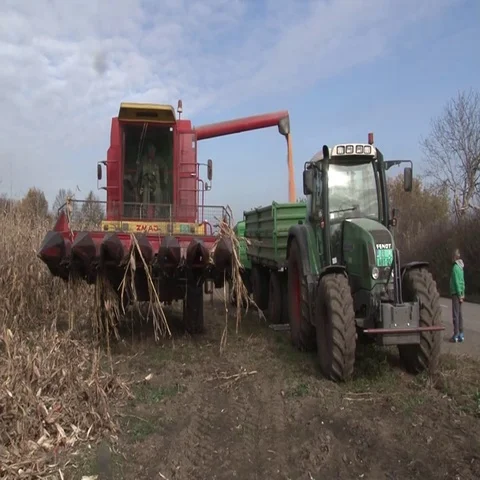 Corn harvest Vidéo 69508146