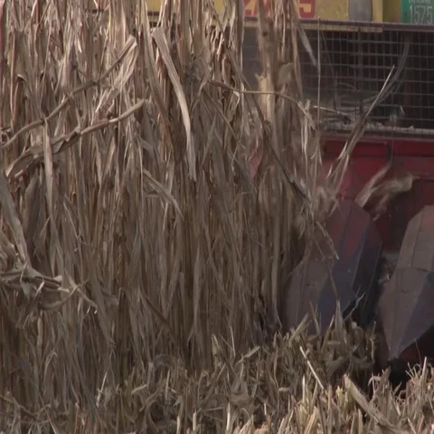 Corn harvest Vidéo 69508708