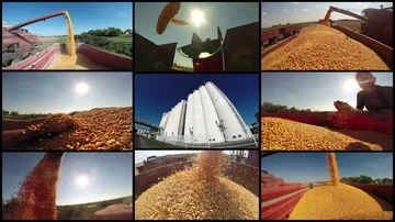 Corn Harvest Stock Footage 86023067
