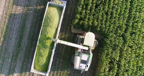 Corn harvest Stockbeeldmateriaal 158077296