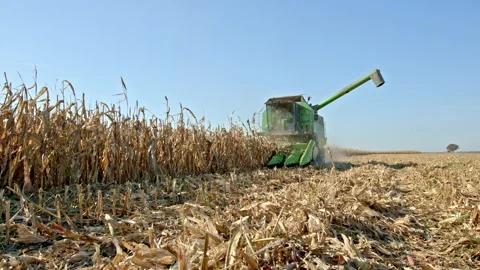 Corn harvest Stock Footage 171558344