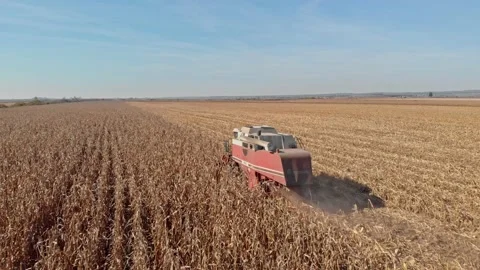Corn harvest Stock Footage 171568726
