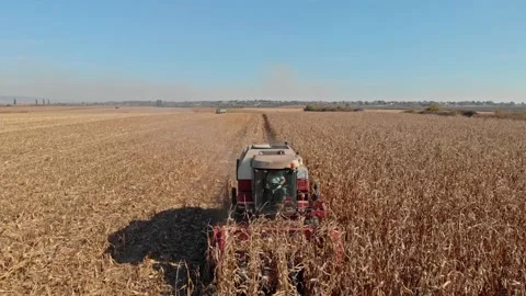 Corn harvest Stock Footage 171568766