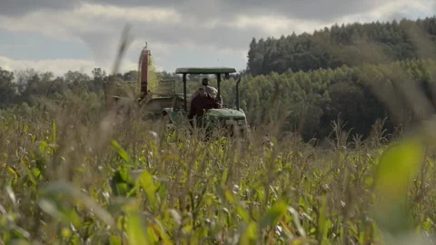 Corn harvest Video stock 194187533