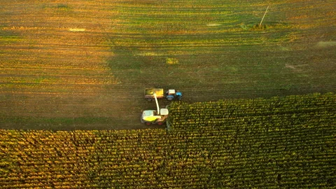 Corn Harvest. Forage harvester on maize cutting in field. Stock-Footage 206409738