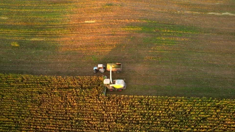 Corn Harvest. Forage harvester on maize cutting in field. 動画素材 206418449