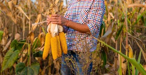 Corn harvest in the hands of a farmer. Selective focus. Stock Photos
