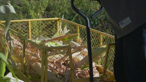 Corn Harvest inside cart, local farm, warm light, Southwest, Slow Motion Stock Footage 250367015