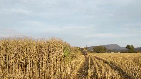 Corn harvest machines working in the field. Tractor full of corn driving away. Stock Footage 141624006