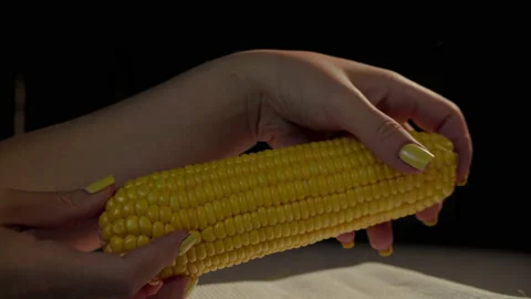 Corn harvest. Macro shot of corn cobs from the field. Corn farm harvest. Golden Stock Footage 198728321